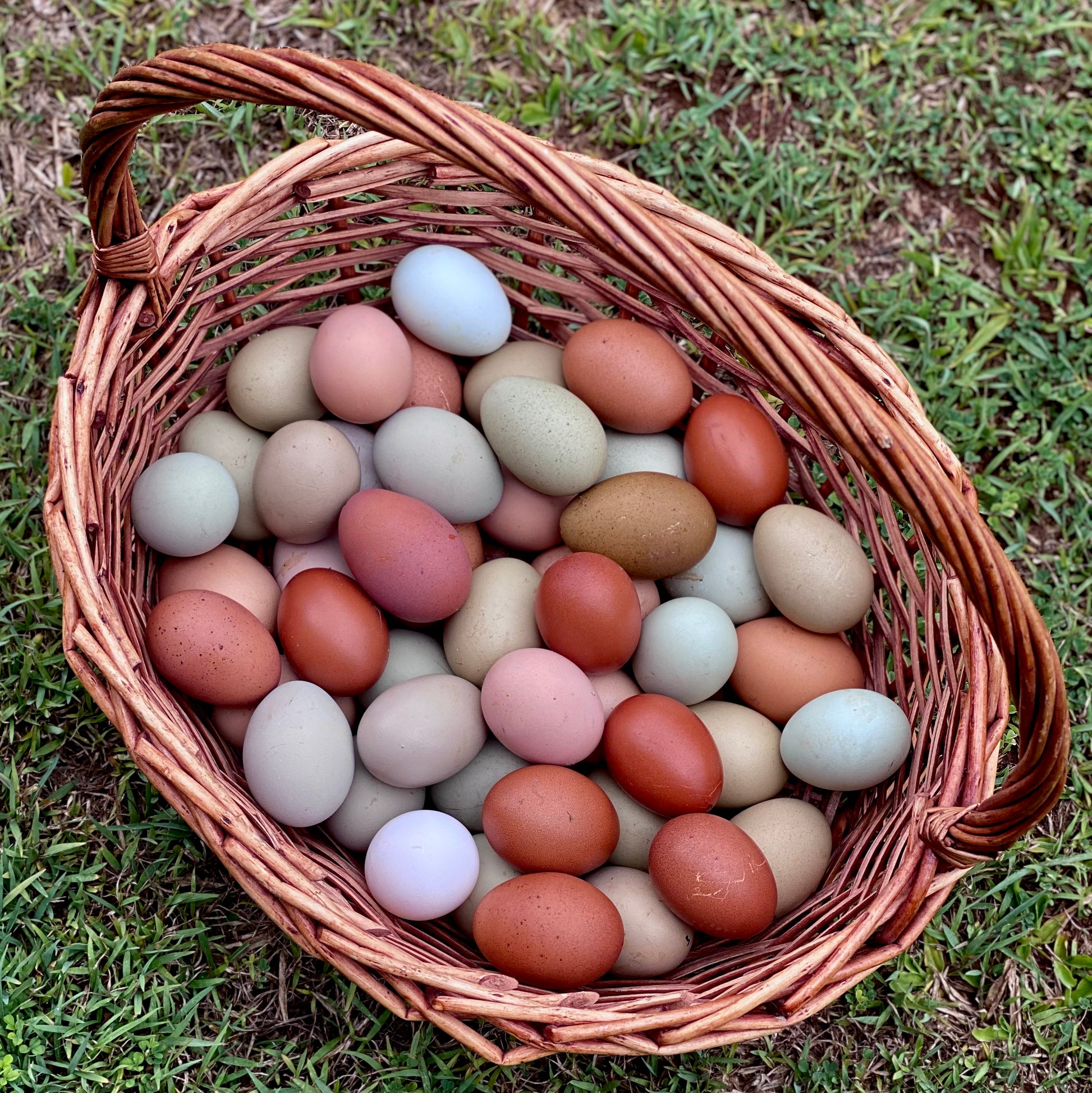 Fertile Eggs Best Rainbow Dozen – Chicken Mad