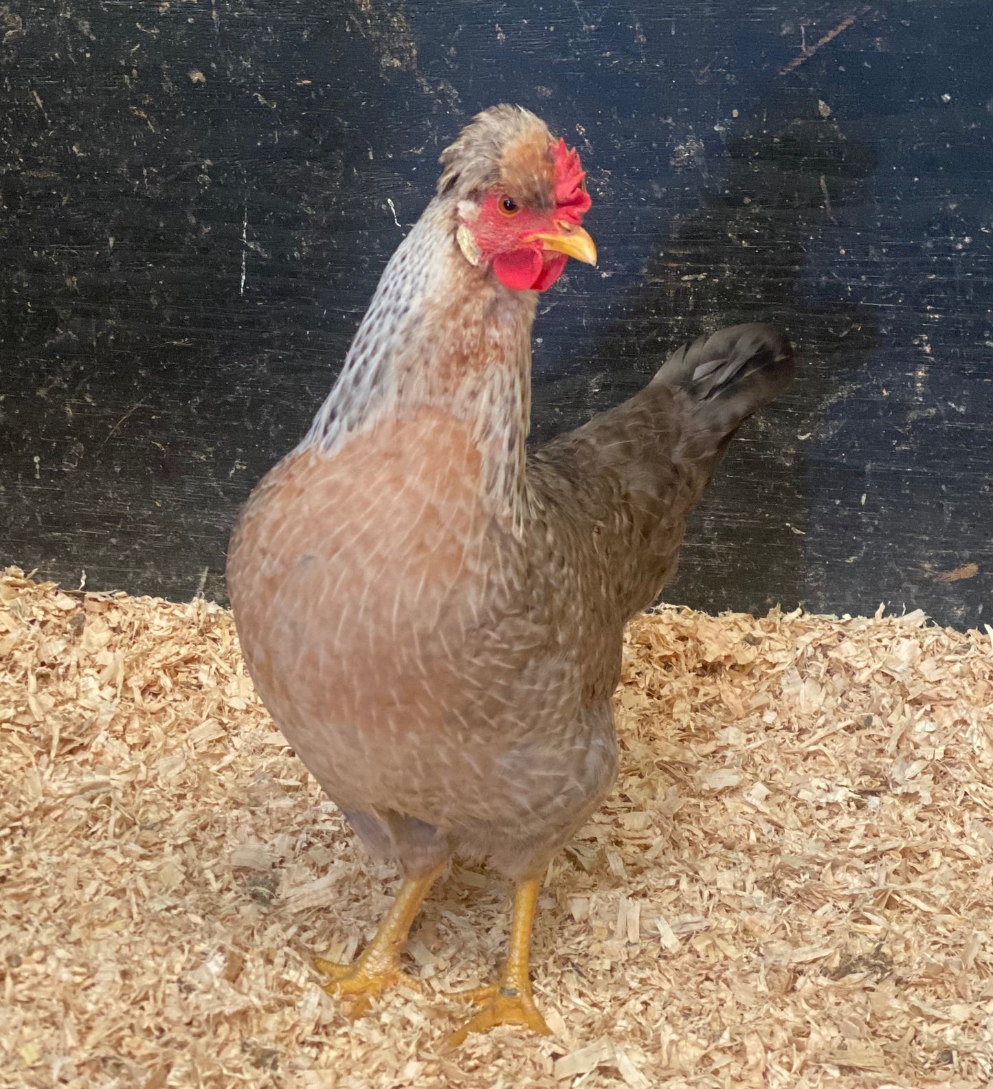 Cream Crested Legbar - PRE SALE